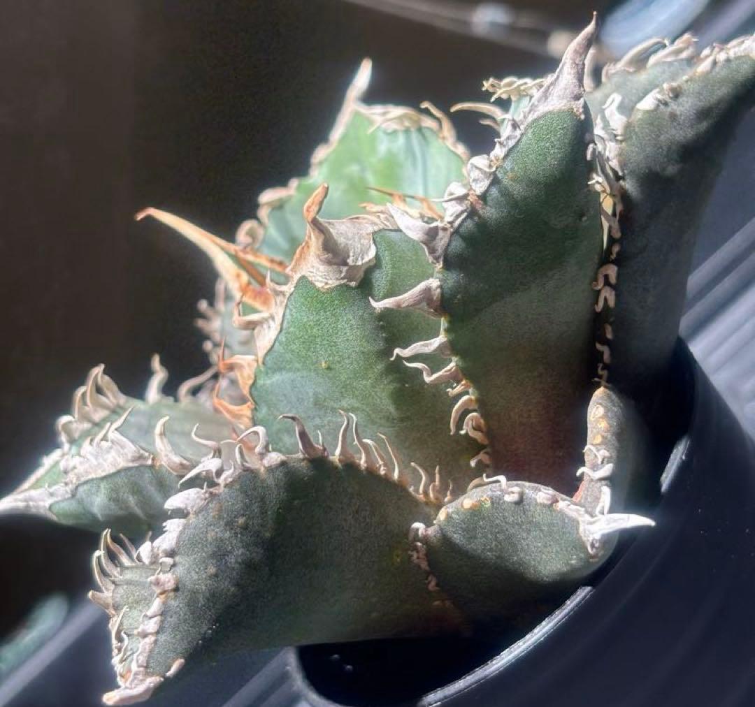 怪物級！アガベスーパーチタノタ（極上株）超S級悪魔くんBAKEMONO高級品種！