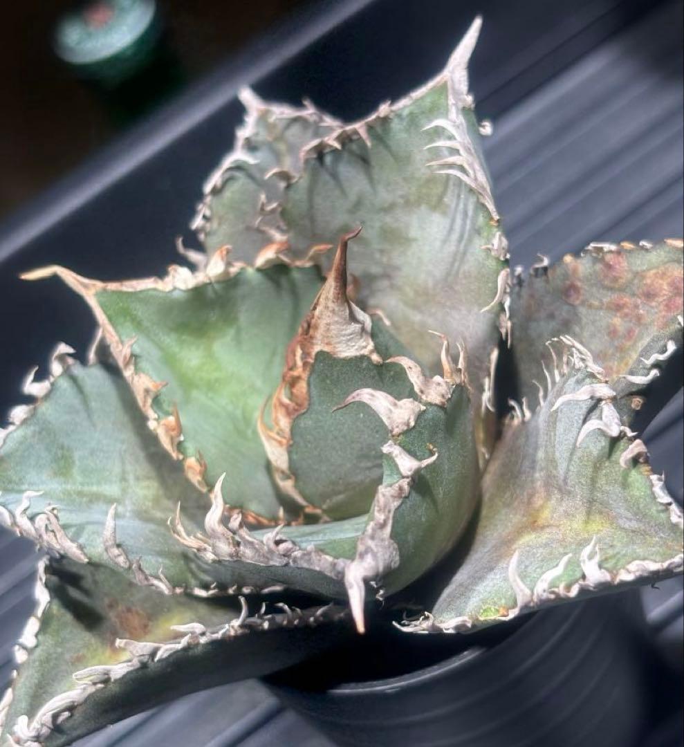 怪物級！アガベスーパーチタノタ（極上株）超S級悪魔くんBAKEMONO高級品種！