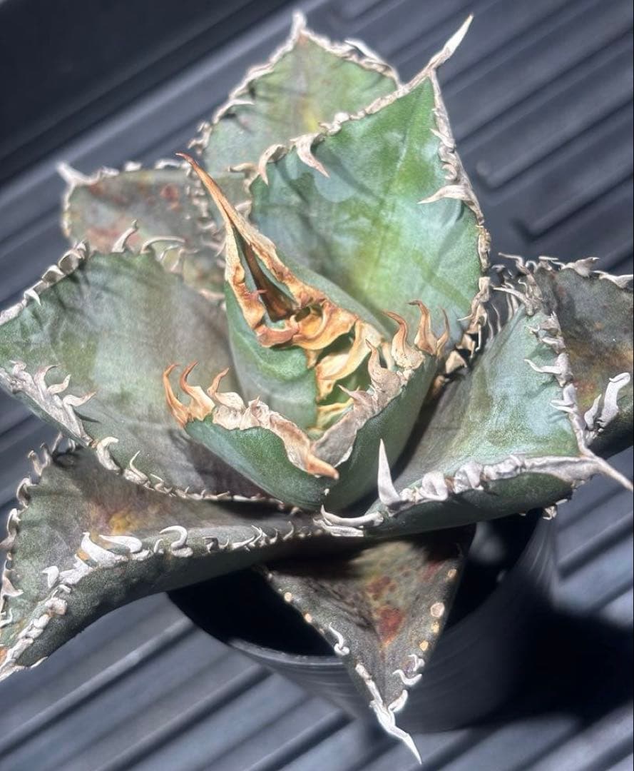 怪物級！アガベスーパーチタノタ（極上株）超S級悪魔くんBAKEMONO高級品種！