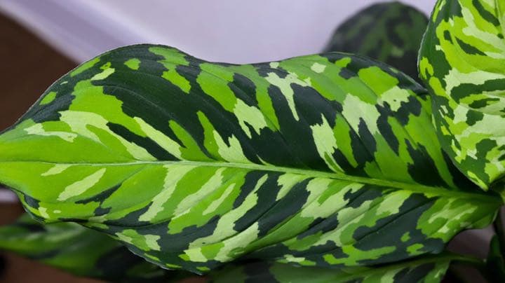 Aglaonema pictum白玉親株（アグラオネマ白玉）