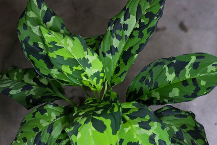 Aglaonema pictum白玉親株（アグラオネマ白玉）