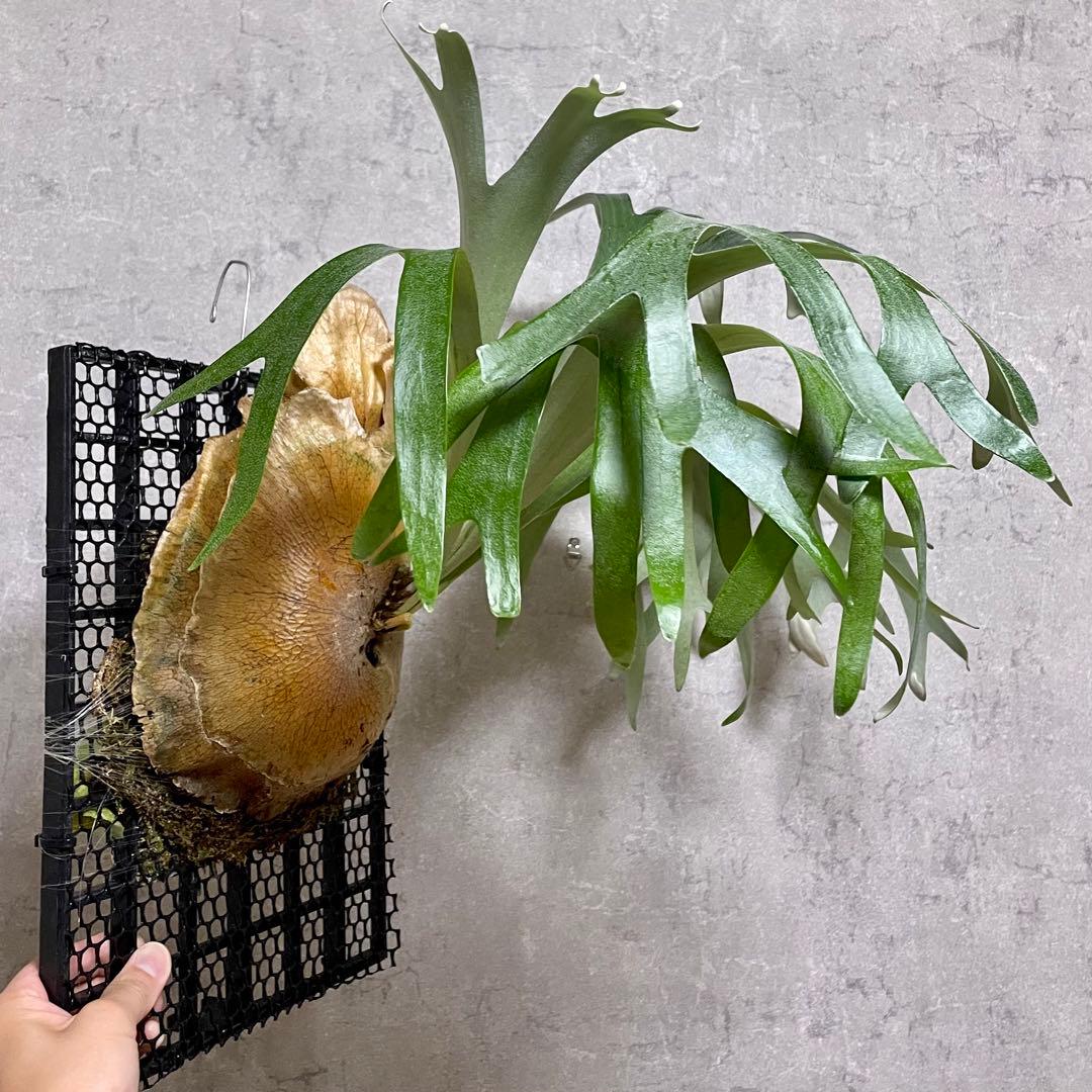 【goul4711】P.Banna #A ビカクシダ