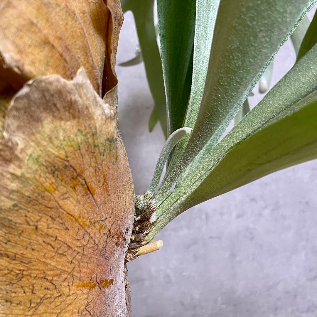 【goul4711】P.Banna #A ビカクシダ