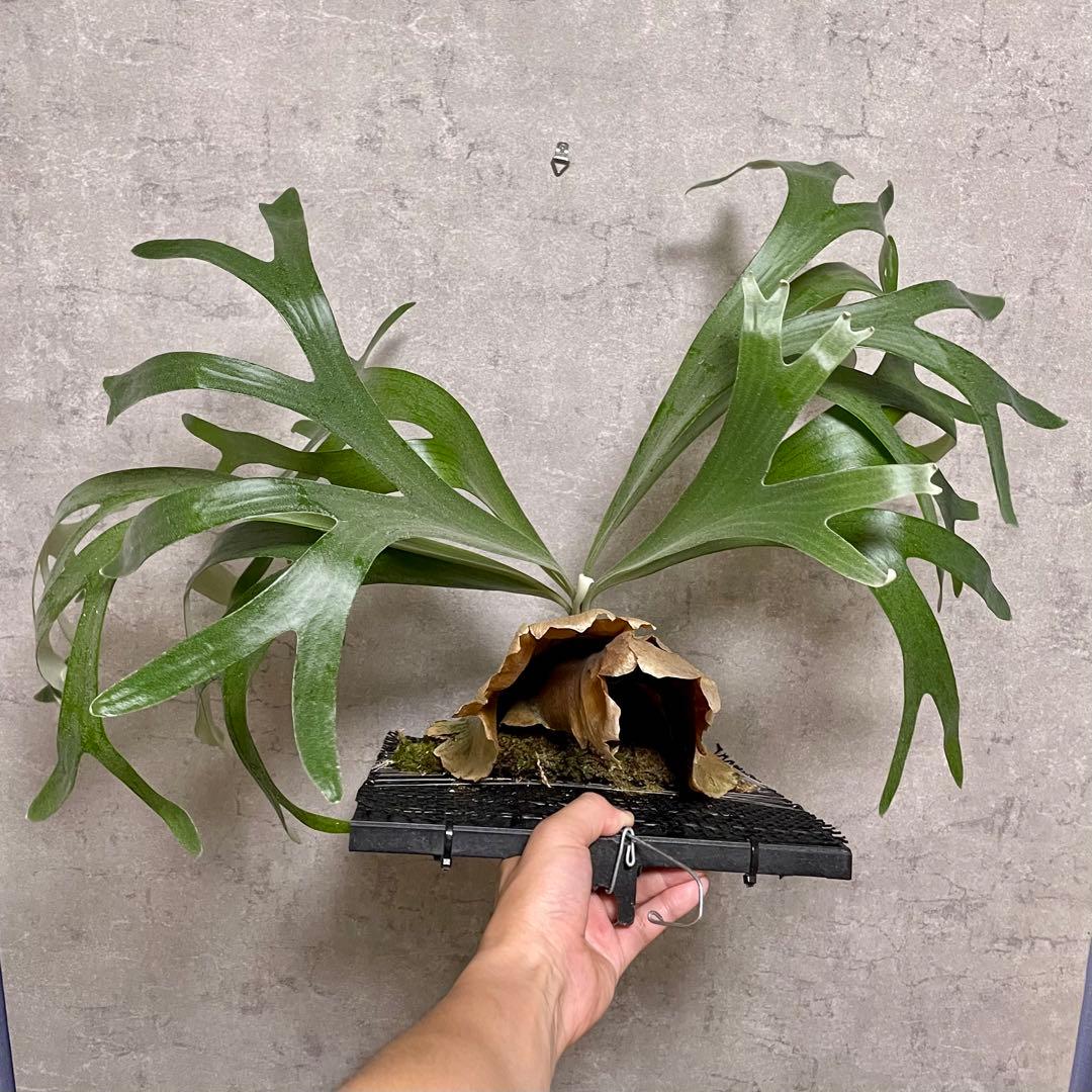 【goul4711】P.Banna #A ビカクシダ