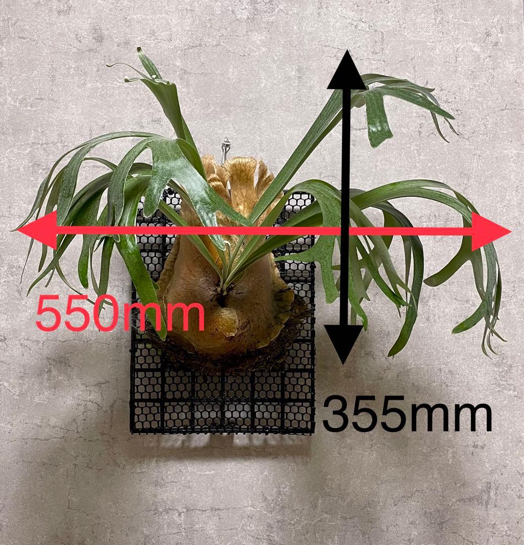 【goul4711】P.Banna #A ビカクシダ