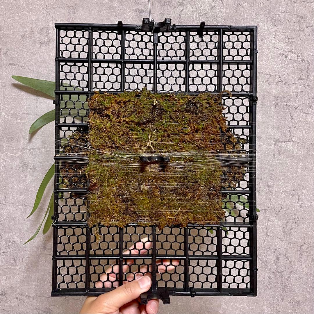 【goul4711】P.Banna #A ビカクシダ