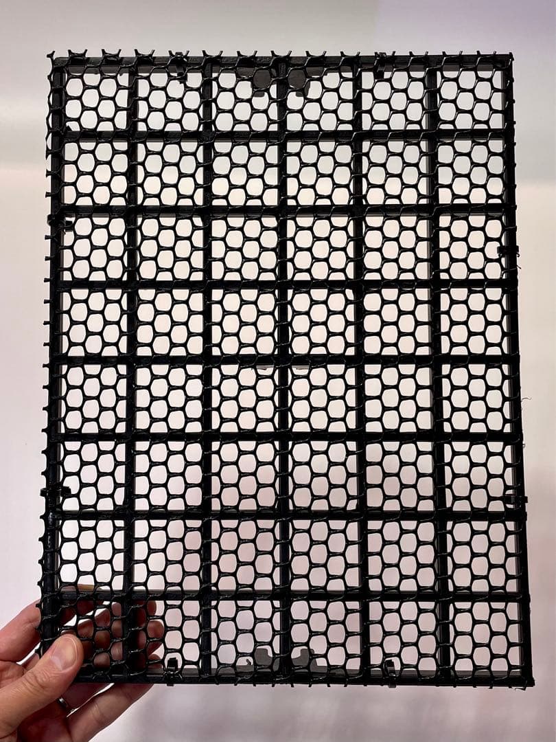 【goul4711】P.Banna #A ビカクシダ