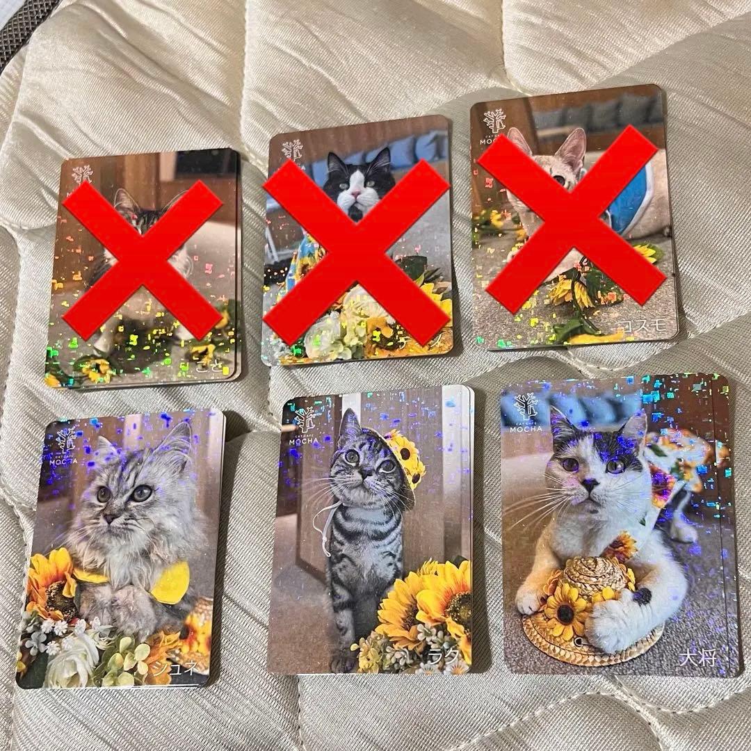 猫カフェmocha にゃんずトレカ　ひまわりと夏の思い出　吉祥寺店