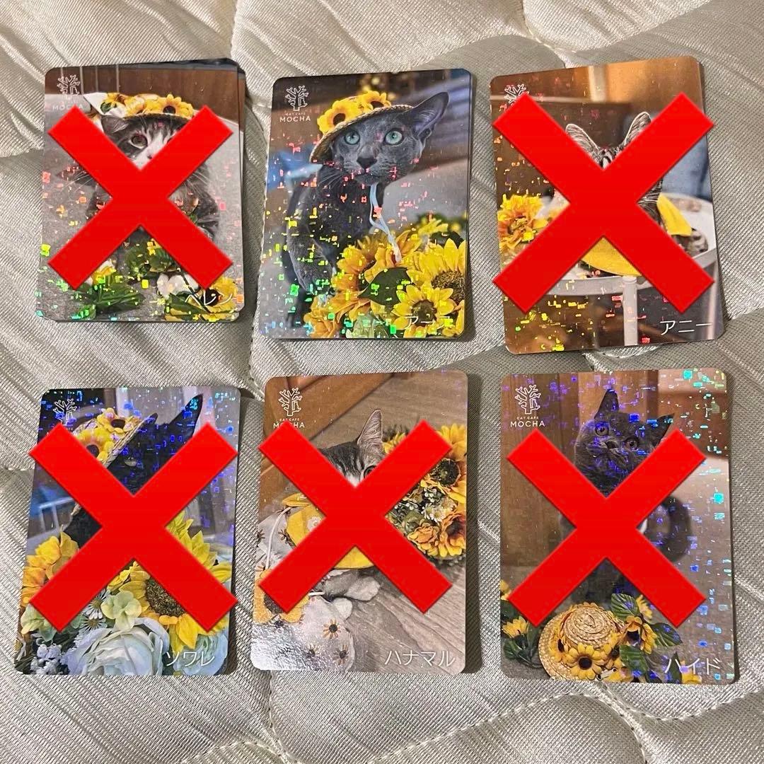猫カフェmocha にゃんずトレカ　ひまわりと夏の思い出　吉祥寺店