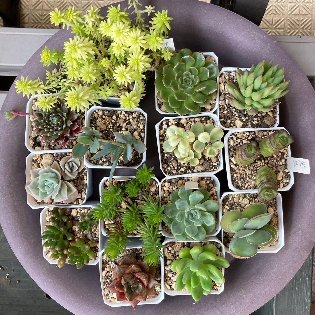 ■ 多肉植物 ミモザ・大和錦・モルガンビューティ等 抜き苗 ■ 14種類