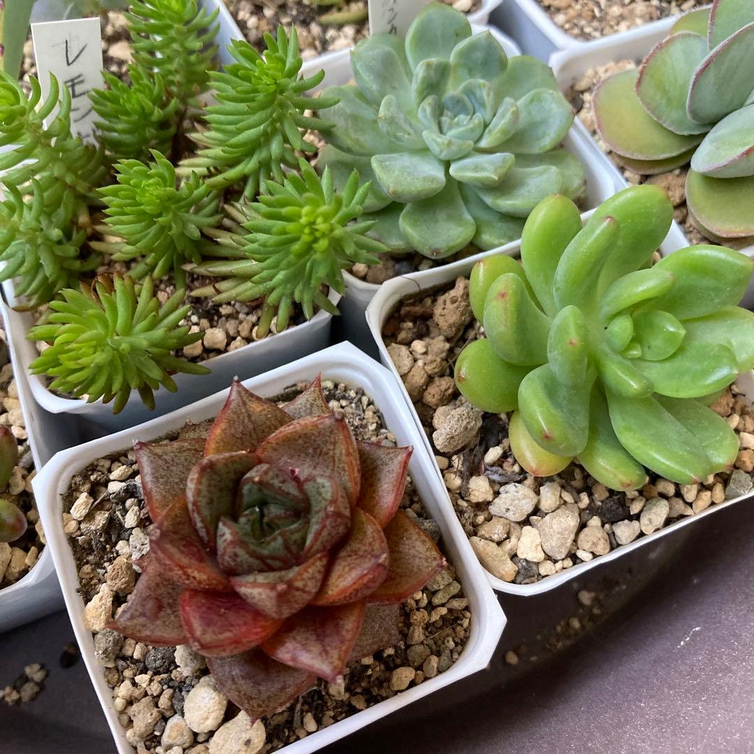 ■ 多肉植物 ミモザ・大和錦・モルガンビューティ等 抜き苗 ■ 14種類