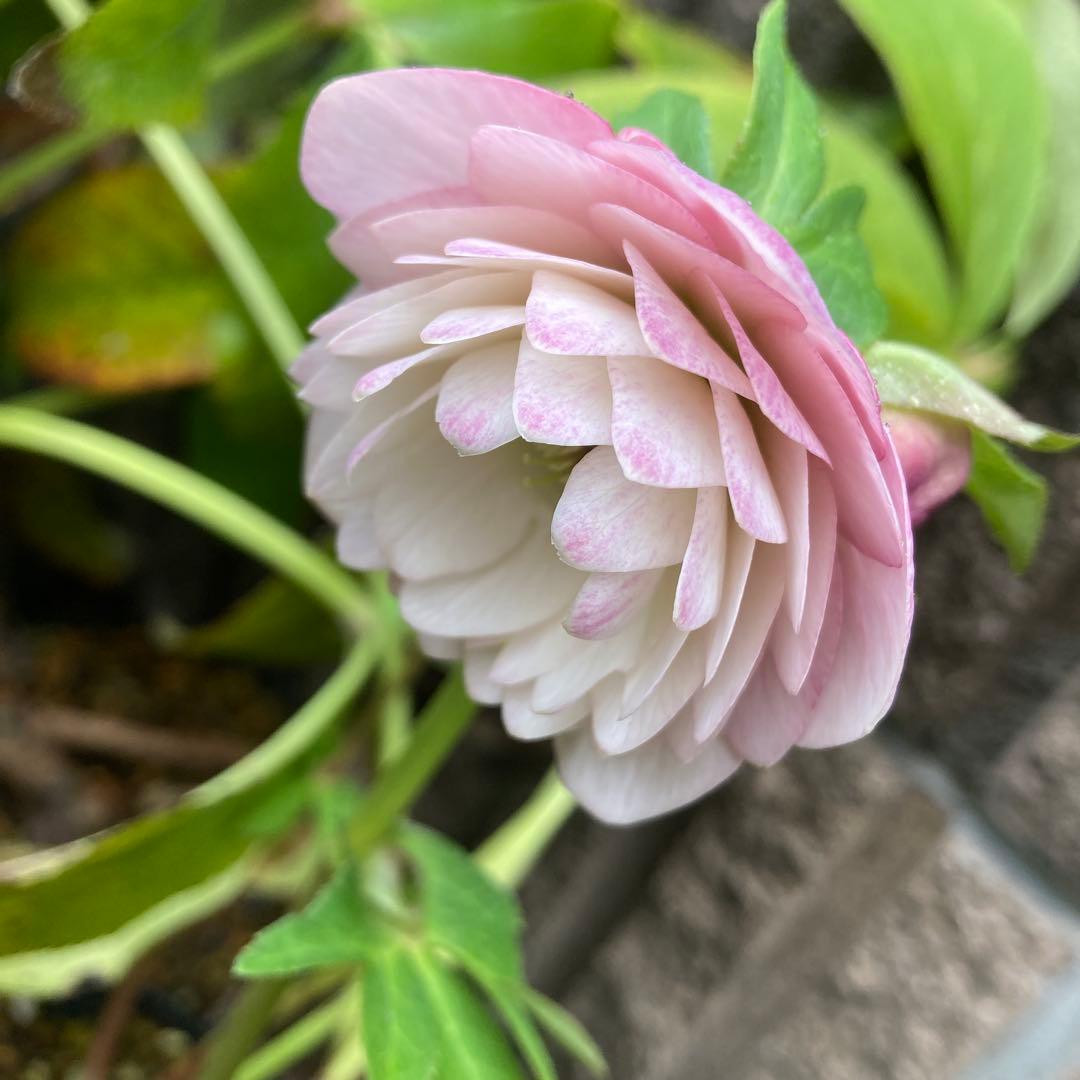 クリスマスローズ　ピンクオーレア超多弁大株