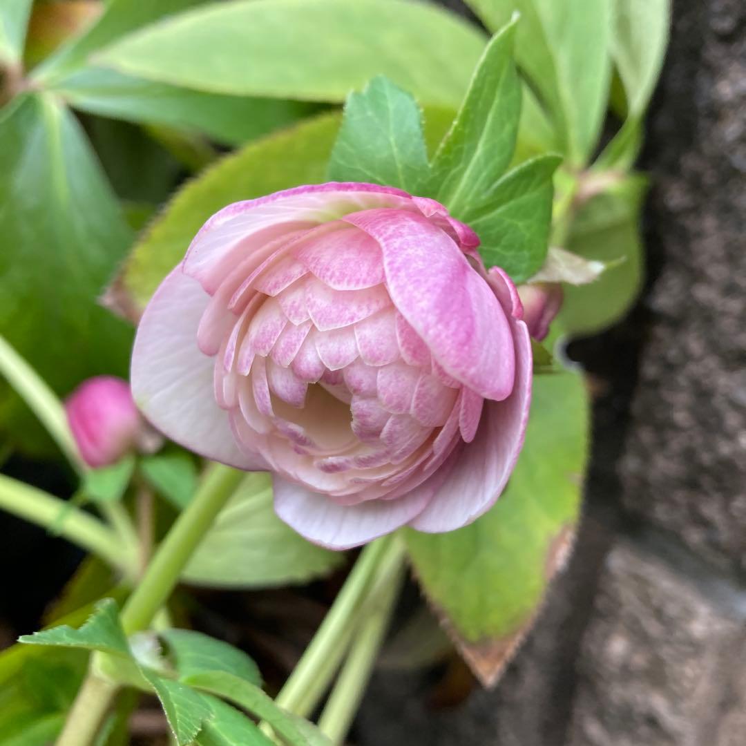 クリスマスローズ　ピンクオーレア超多弁大株