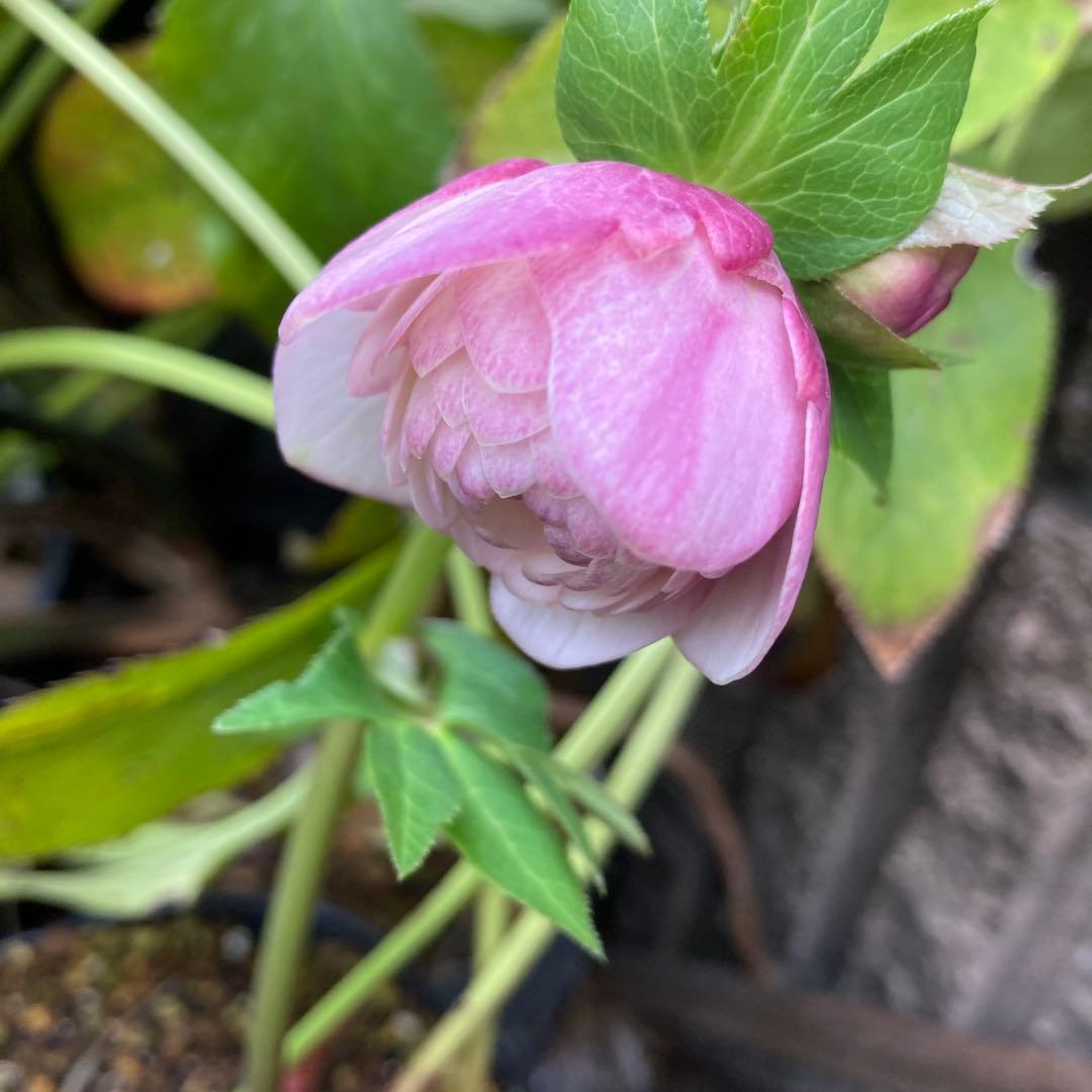 クリスマスローズ　ピンクオーレア超多弁大株