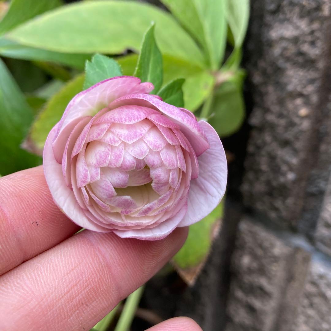 クリスマスローズ　ピンクオーレア超多弁大株