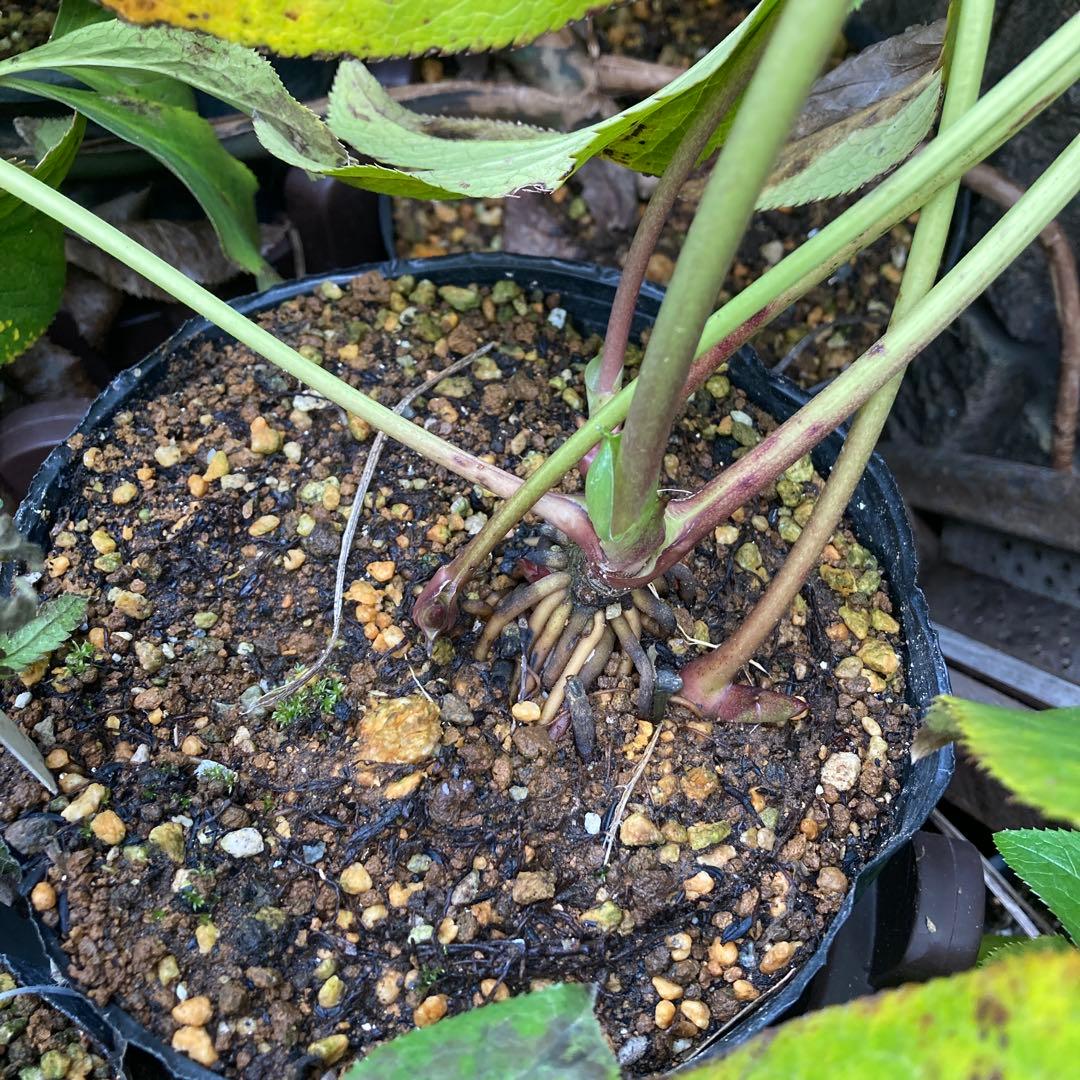 クリスマスローズ　ピンクオーレア超多弁大株