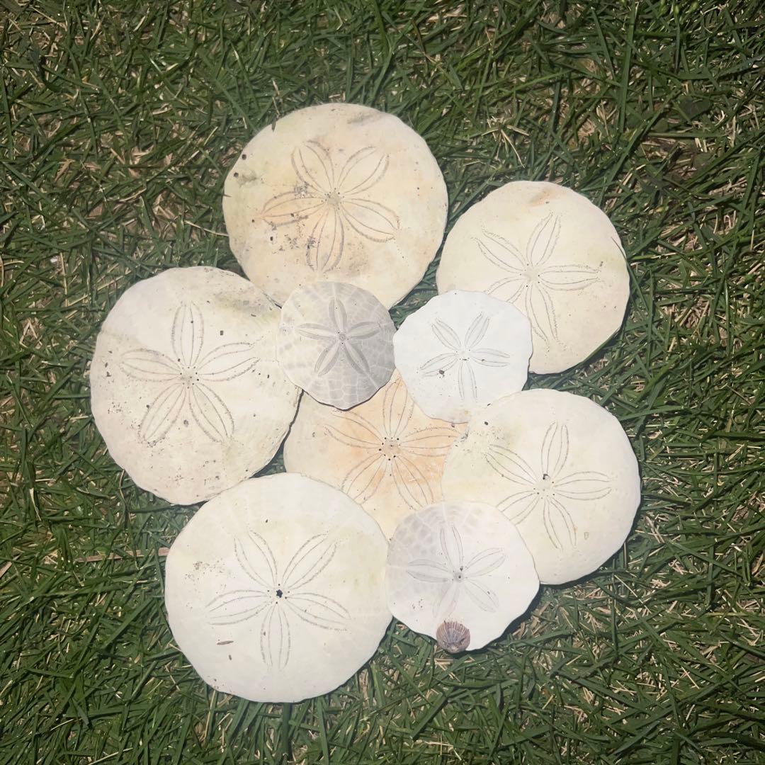 タコノマクラ5枚セット　海　アート　貝殻　花柄