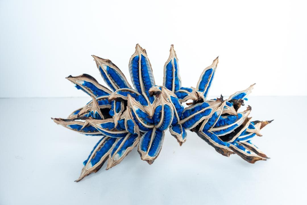 タビビトノキ 青い種 バラ 1 旅人の木 オオギバショウ