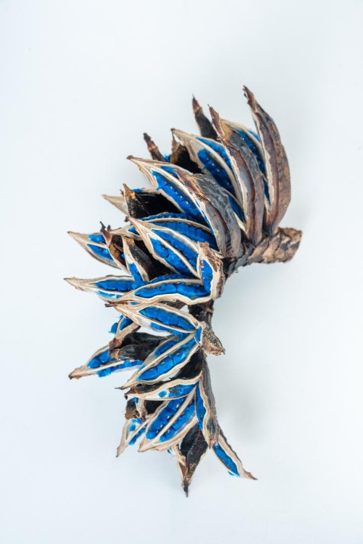 タビビトノキ 青い種 バラ 1 旅人の木 オオギバショウ