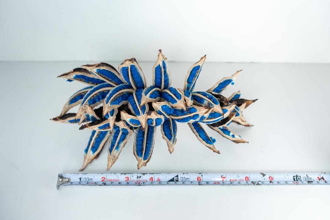 タビビトノキ 青い種 バラ 1 旅人の木 オオギバショウ