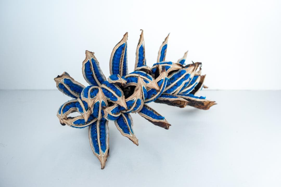 タビビトノキ 青い種 バラ 1 旅人の木 オオギバショウ