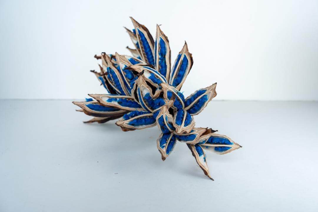 タビビトノキ 青い種 バラ 1 旅人の木 オオギバショウ