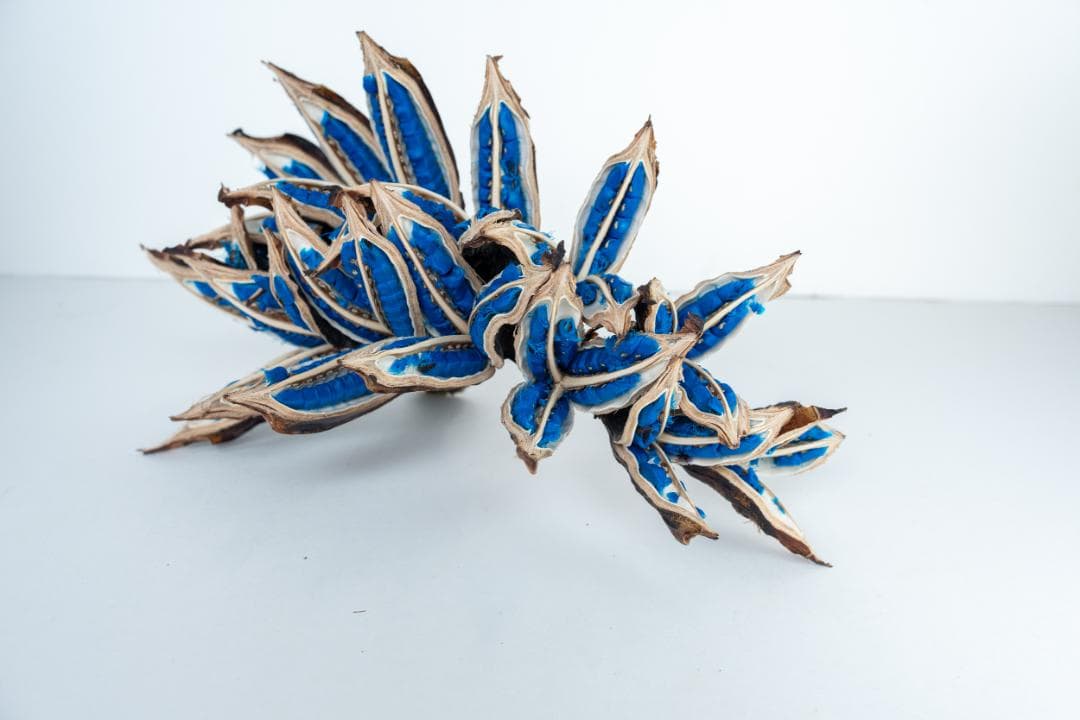 タビビトノキ 青い種 バラ 1 旅人の木 オオギバショウ