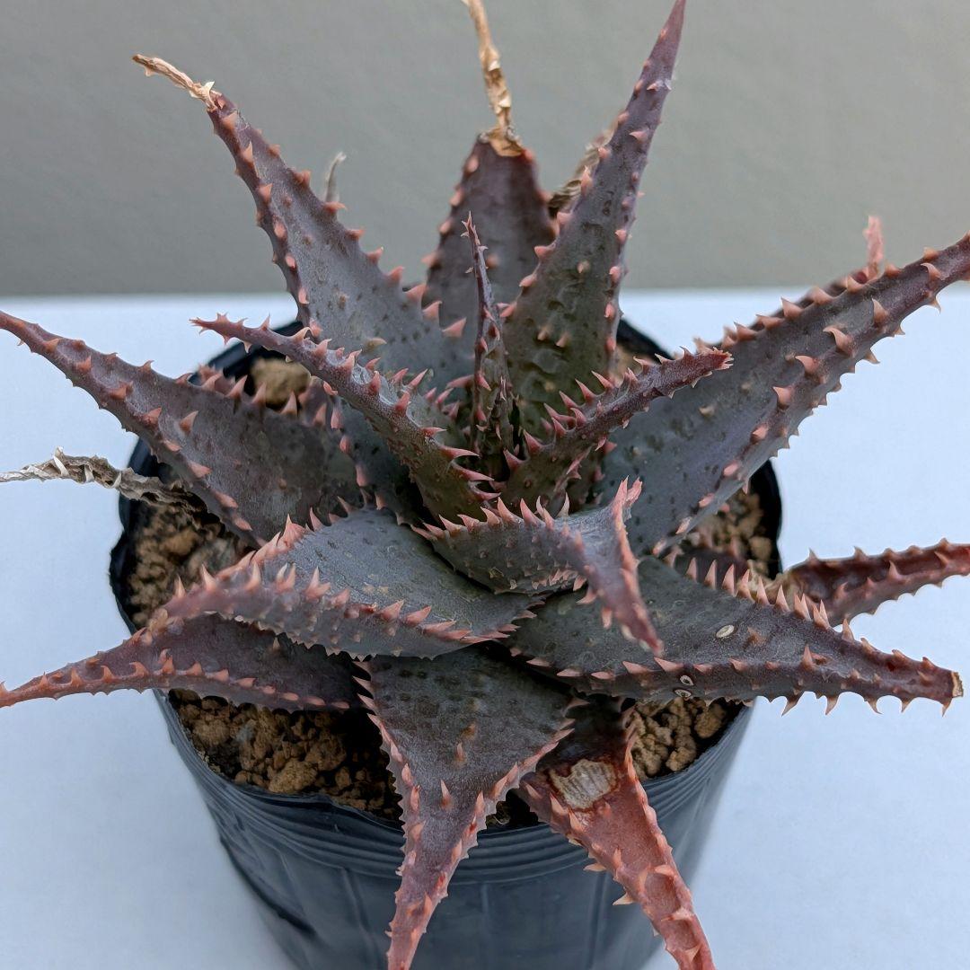 多肉植物 アロエ BLACKSKULL