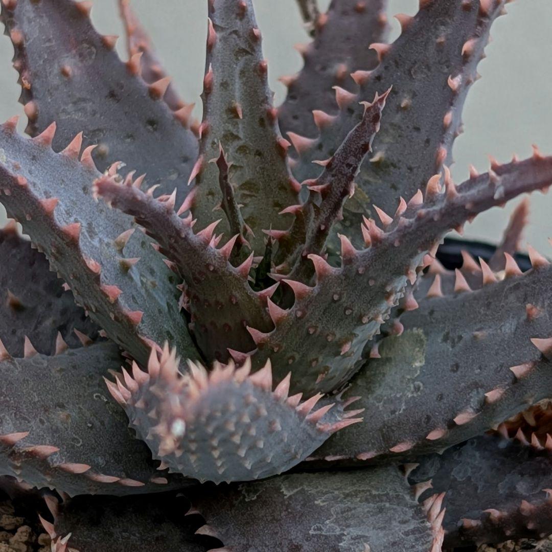 多肉植物 アロエ BLACKSKULL