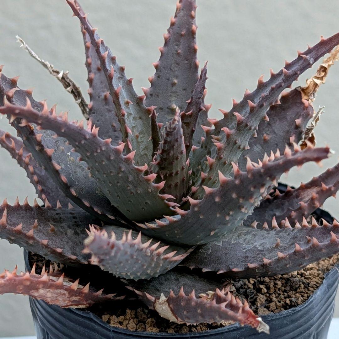 多肉植物 アロエ BLACKSKULL