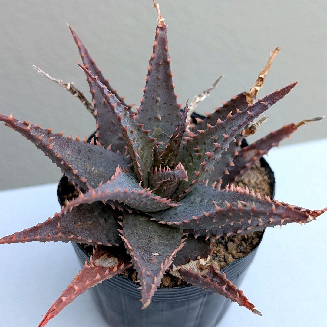 多肉植物 アロエ BLACKSKULL