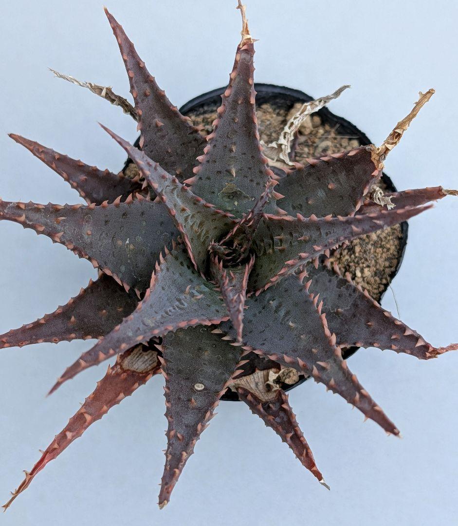 多肉植物 アロエ BLACKSKULL