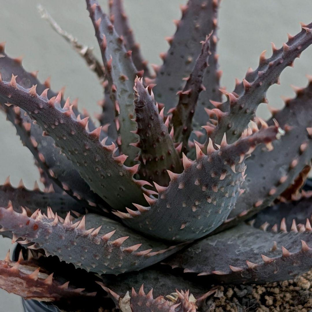 多肉植物 アロエ BLACKSKULL