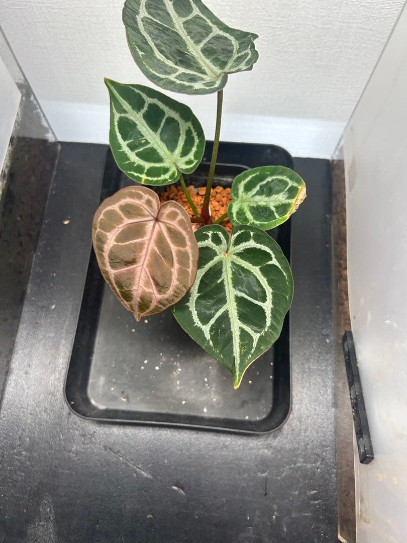 アンスリウム King Of Spades x red crystal