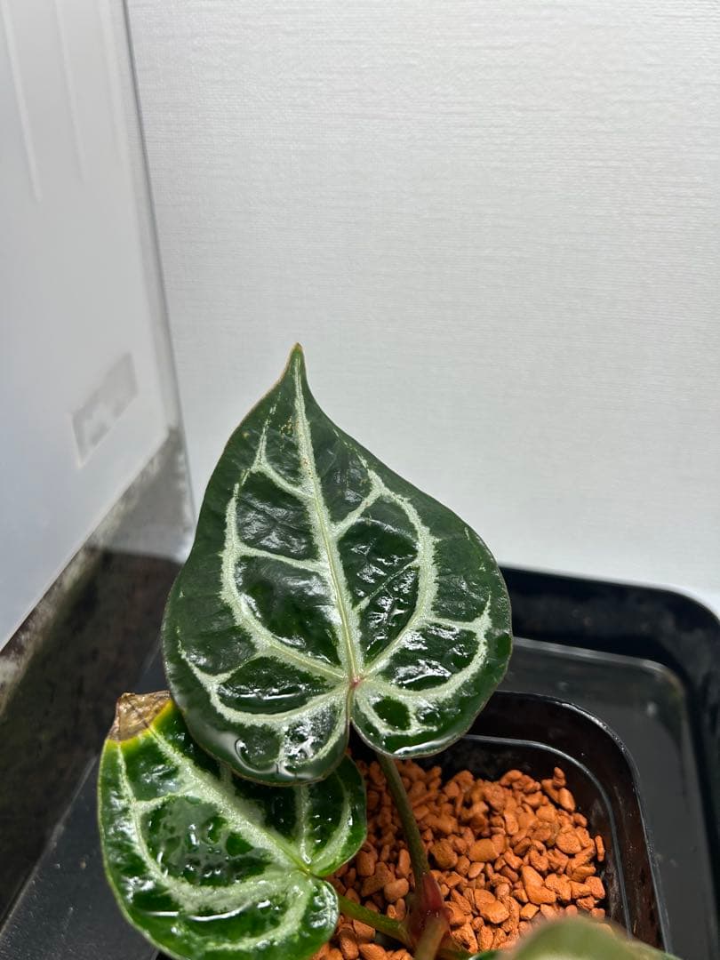 アンスリウム King Of Spades x red crystal