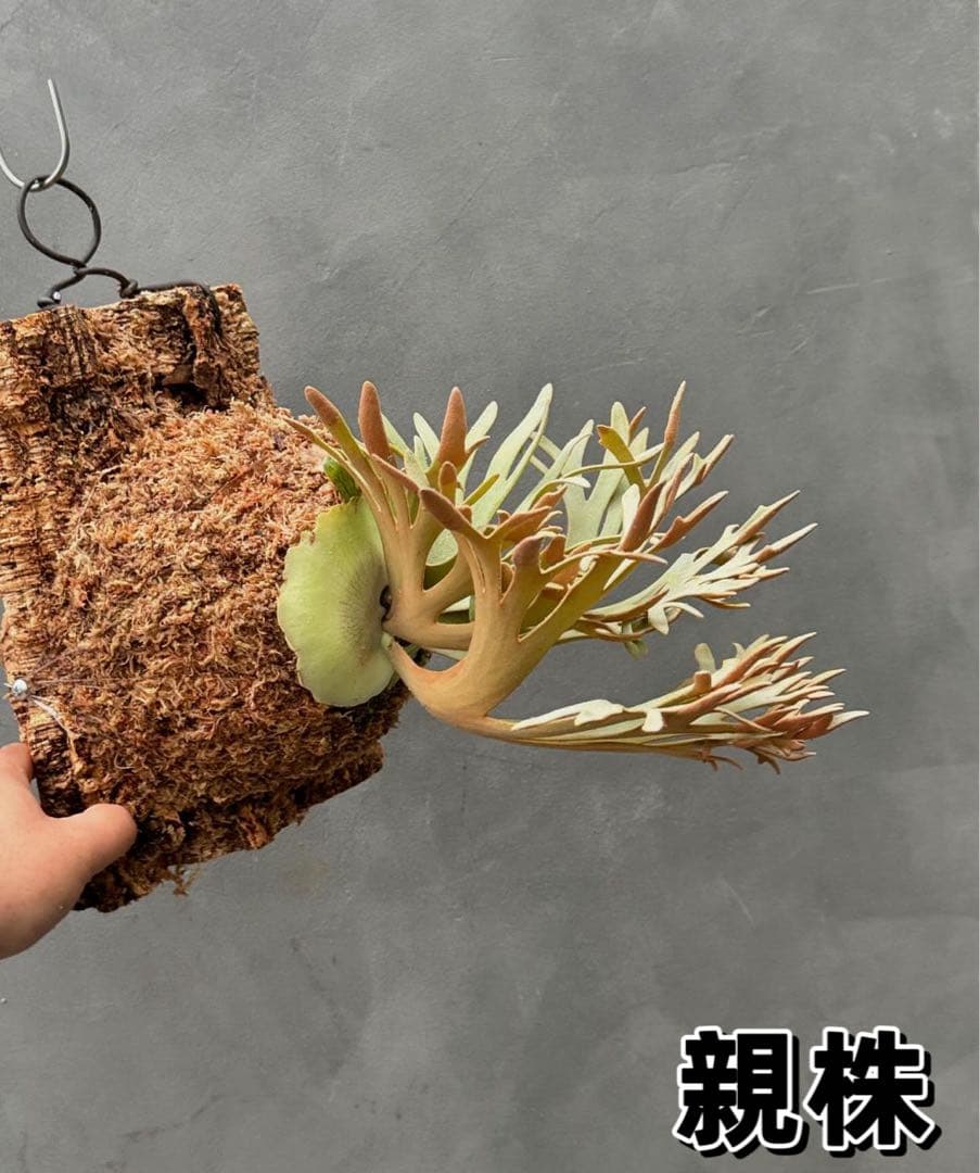 k*i様 ビカクシダ willinckii Golden Boy sporeli