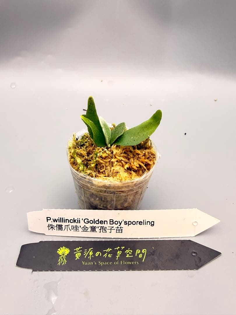 k*i様 ビカクシダ willinckii Golden Boy sporeli