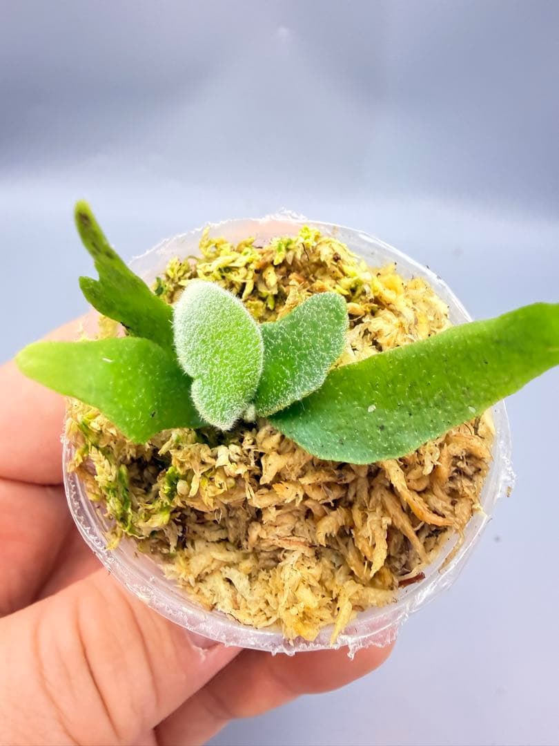 k*i様 ビカクシダ willinckii Golden Boy sporeli