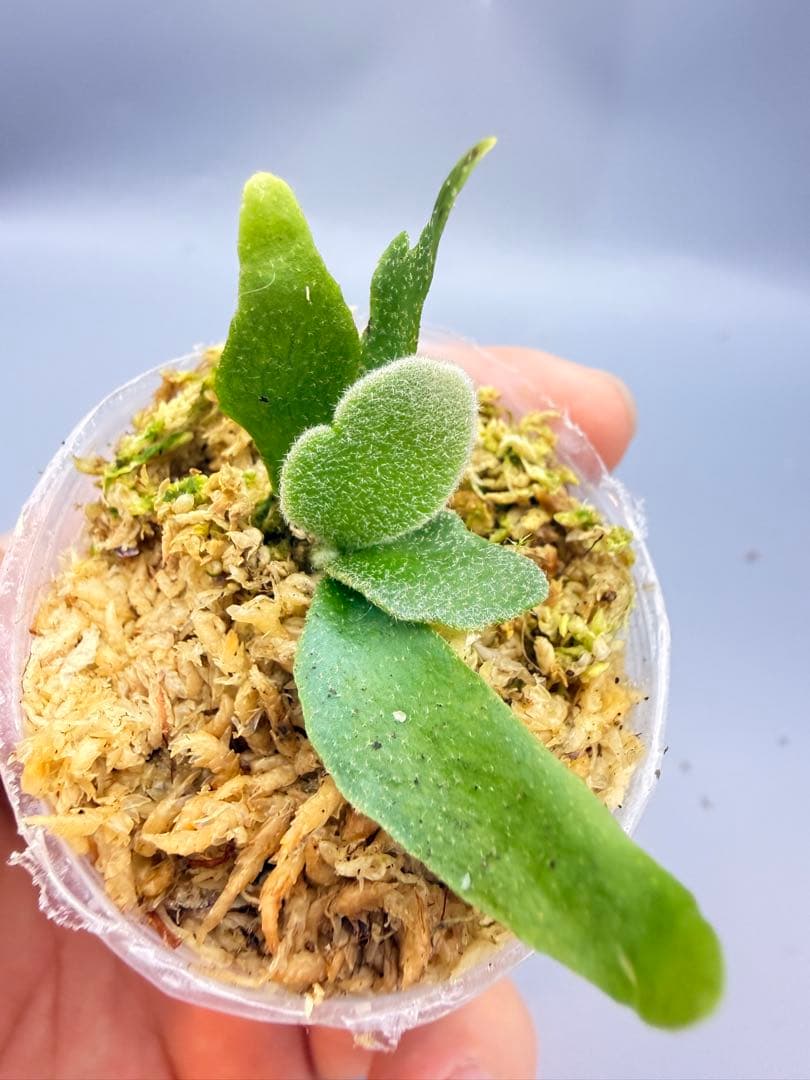 k*i様 ビカクシダ willinckii Golden Boy sporeli