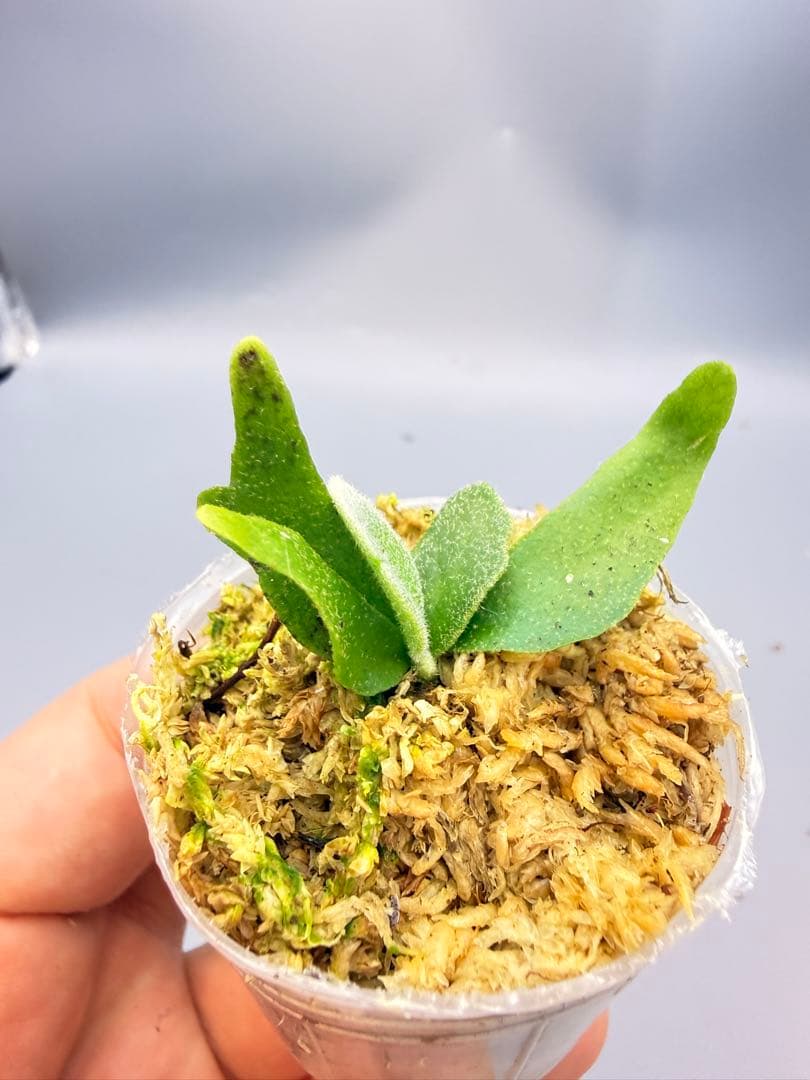 k*i様 ビカクシダ willinckii Golden Boy sporeli