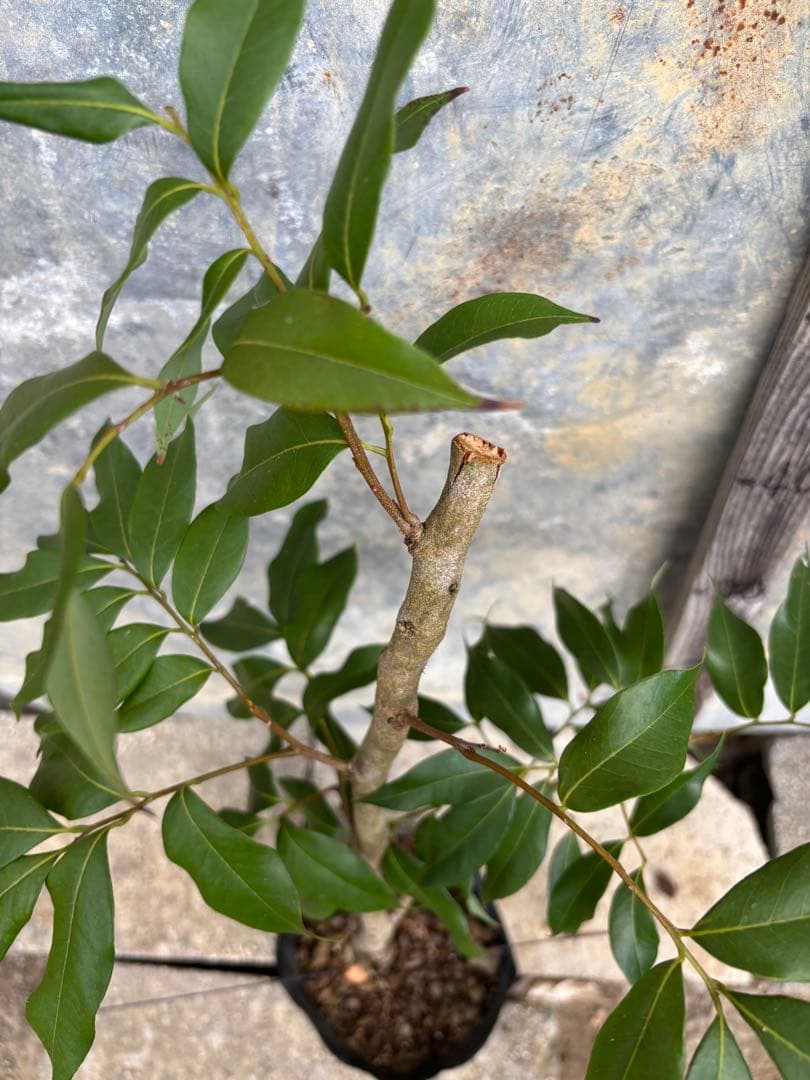 ライチ　玉荷包　取り木苗木　1株