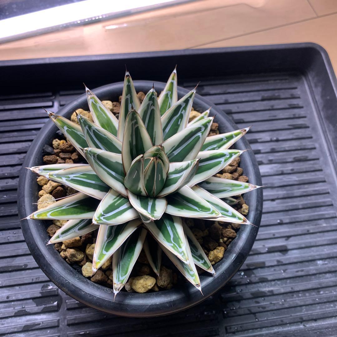 アガベ氷山OC株