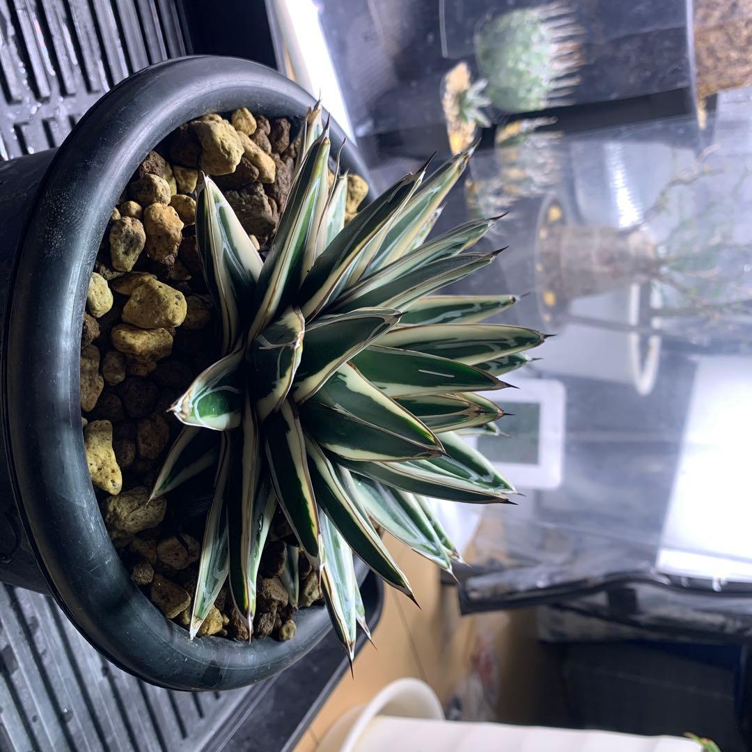 アガベ氷山OC株