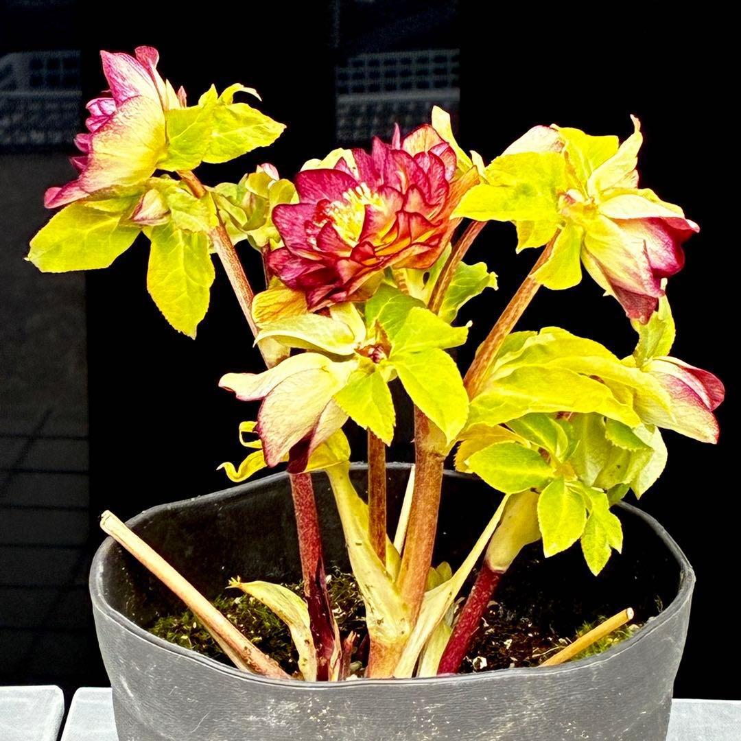 3716☘️唯一無二☘️レアカラー☘️赤/ゴールド⭐️凄色⭐️オーレア⭐️コンパクト⭐️広瀬