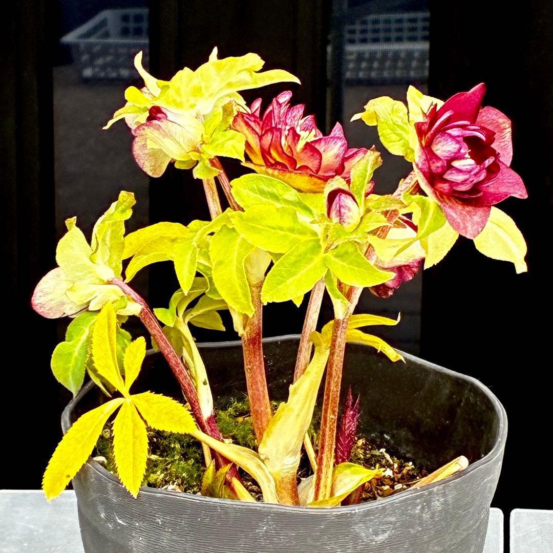 3716☘️唯一無二☘️レアカラー☘️赤/ゴールド⭐️凄色⭐️オーレア⭐️コンパクト⭐️広瀬