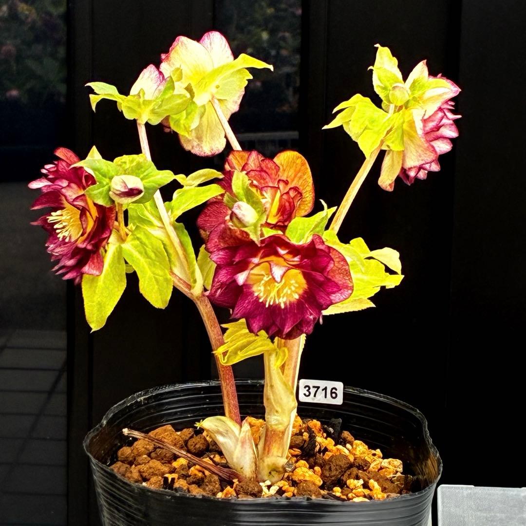 3716☘️唯一無二☘️レアカラー☘️赤/ゴールド⭐️凄色⭐️オーレア⭐️コンパクト⭐️広瀬