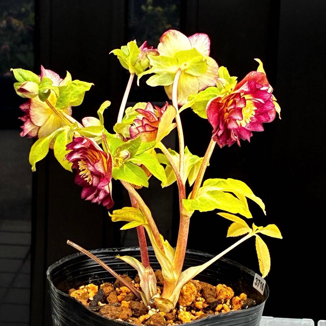 3716☘️唯一無二☘️レアカラー☘️赤/ゴールド⭐️凄色⭐️オーレア⭐️コンパクト⭐️広瀬