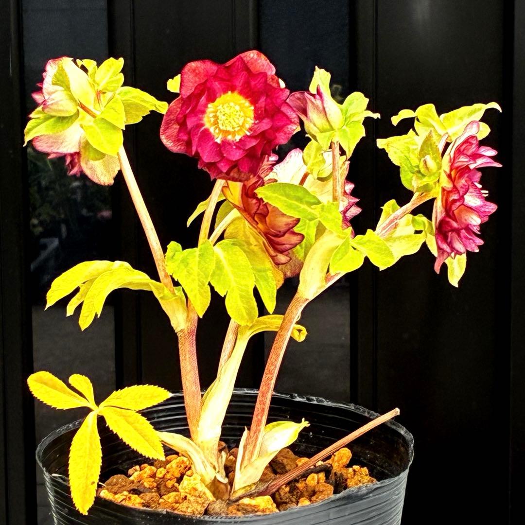 3716☘️唯一無二☘️レアカラー☘️赤/ゴールド⭐️凄色⭐️オーレア⭐️コンパクト⭐️広瀬