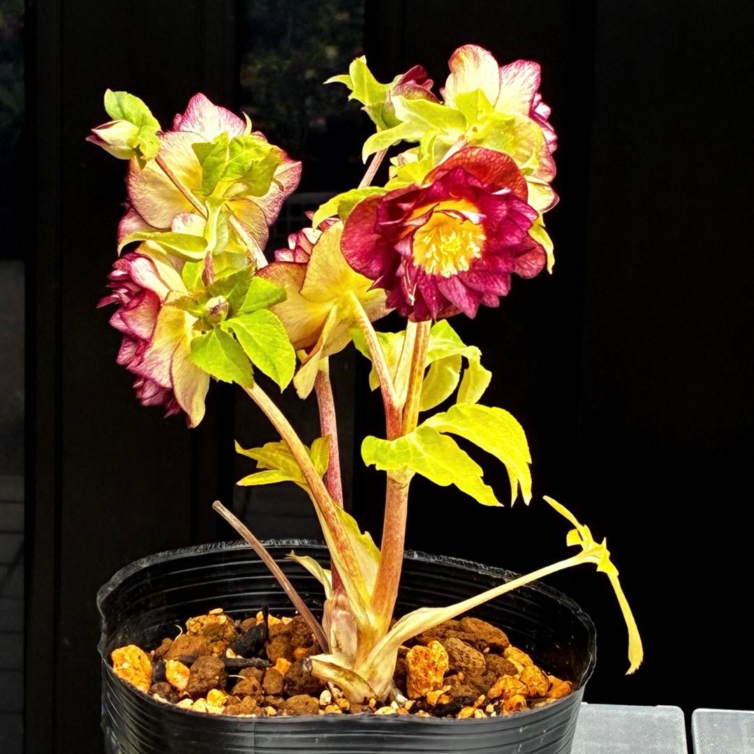 3716☘️唯一無二☘️レアカラー☘️赤/ゴールド⭐️凄色⭐️オーレア⭐️コンパクト⭐️広瀬