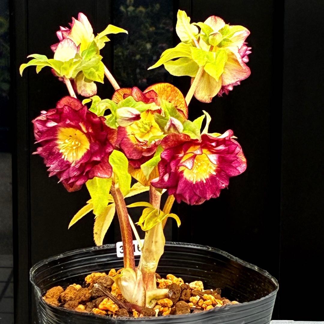 3716☘️唯一無二☘️レアカラー☘️赤/ゴールド⭐️凄色⭐️オーレア⭐️コンパクト⭐️広瀬